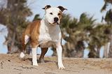 AMSTAFF ADULT 195
